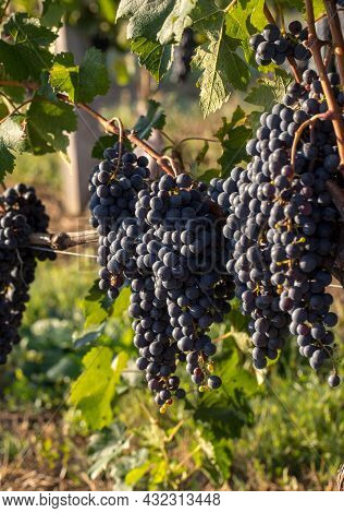 Close Up Of Red Merlot Grapes In Vineyard. Medoc, Gironde, Aquitaine. France