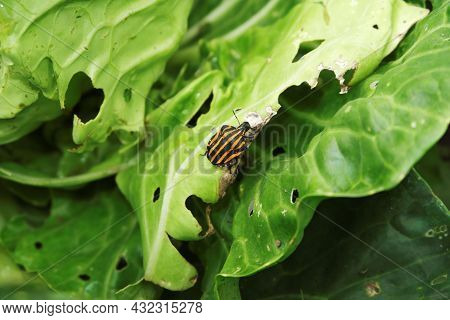 Pentatomidae. The Pest Beetle Is Orange With A Black Stripe Eating A Cabbage Leaf In The Garden. Sel