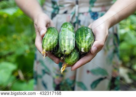 Female Farmer Hands With Young Cucumbers At Farm Greenhouse. Organic Farming, Local Biofarm, Sustain
