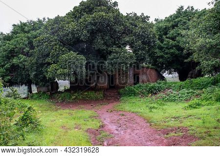 Stock Photo Of An Old Abandoned Brick House Or Cottage In The Forest Area Covered Under Banyan Tree 
