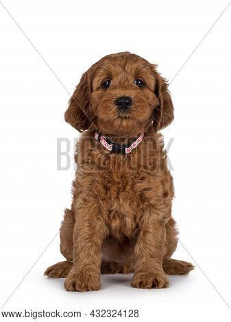 Adorable Cobberdog Puppy Aka Labradoodle Dog, Sitting Up Facing Front. Looking Straight Towards Came