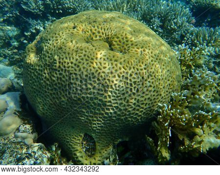 Stony Coral Knob Coral (dipsastraea Lacuna, Originally Called Favia Lacuna) Undersea, Red Sea, Egypt