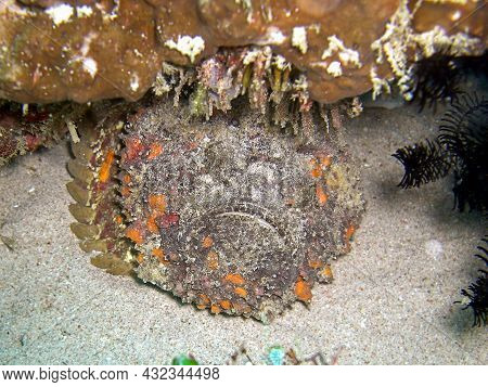 Stone Fish (synanceia Verrucosa) Under A Stone In The Filipino Sea 27.11.2016