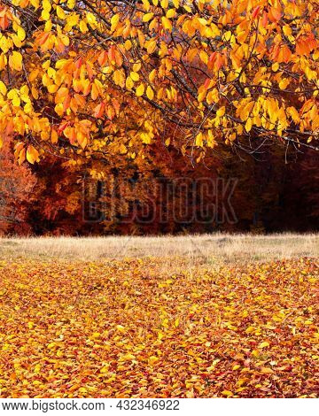Colourful beech branches with yellow and orange folliage at autumn forest. Picturesque fall scene in Carpathian mountains, Ukraine. Landscape photography