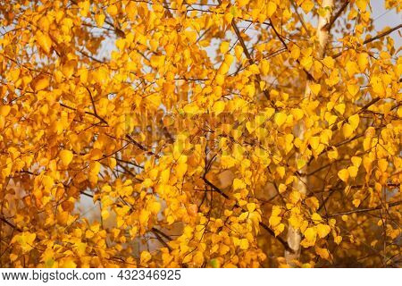 Yellow birch branches with yellow and orange folliage at autumn forest. Picturesque fall scene in Carpathian mountains, Ukraine. Landscape photography