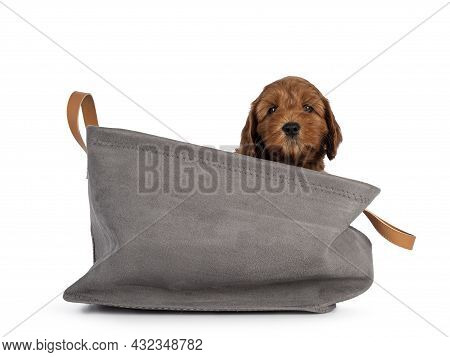 Adorable Cobberdog Puppy Aka Labradoodle Dog, Sitting In Grey Basket Looking Straight Towards Camera