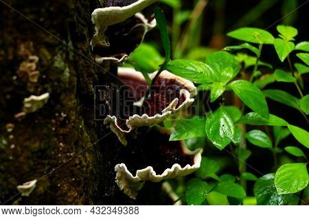 Brown Color Mushroom Or Conk On A Decaying Wood Trunk From Western Ghats, Selective Focus