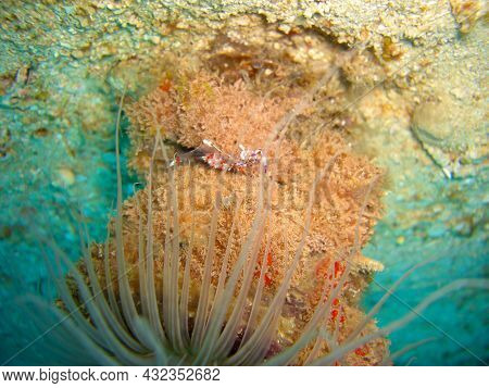 Ghost Shrimp (palaemonetes) In An Anemone In The Filipino Sea 5.11.2012