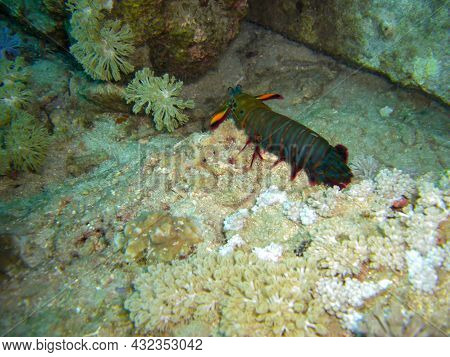Mantis Shrimp (odontodactylus) On The Ground In The Filipino Sea 2.11.2012
