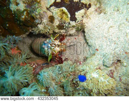 Mantis Shrimp (odontodactylus) On The Ground In The Filipino Sea 30.11.2012