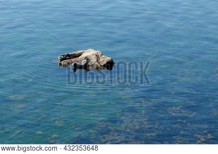 Two Baikal Seals Are Basking On The Stone. Lake Baikal.