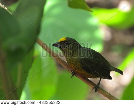 Olive Euphonia (euphonia Gouldi), Small Colorful Bird