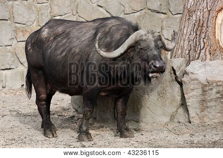 African Buffalo