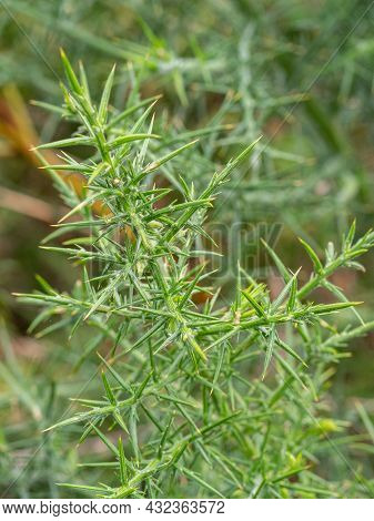 Selective Focus Of Common Gorse, Furze Or Whin (ulex Europaeus) With Blurred Background