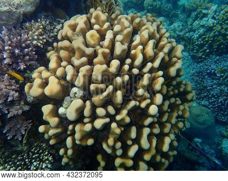 Stony Coral Knob Coral (goniastrea Stelligera. Previously Called Favia Stelligera) Undersea, Red Sea