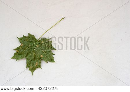 Dry Green Maple Leaf On White Gunny Fabric. Environmental Marketing Disinformation. Greenwashing, Ec