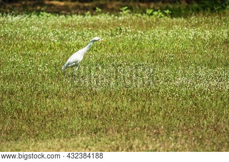 White Great Egret Standing On The Green Grass In The Park With Copy Space. Long Leg Bird Watching On