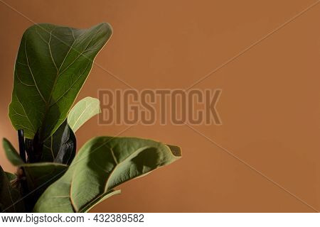 Green Leaves Of Fiddle Fig Or Ficus Lyrata. Fiddle-leaf Fig Tree The Popular Ornamental Tropical Hou