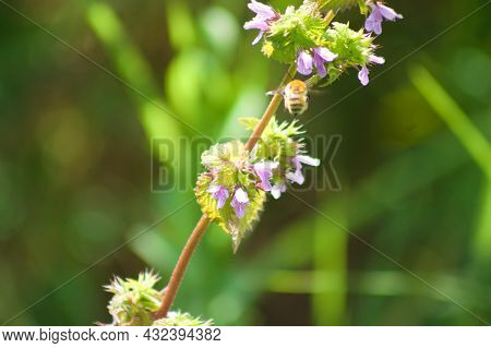Black Horehound Flowers Close-up With Blurry Green Background