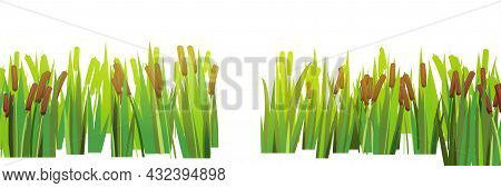Reed And Cattail. Isolated Element Of Summer Swampy Wild Landscape. Horizontally Composition. With A