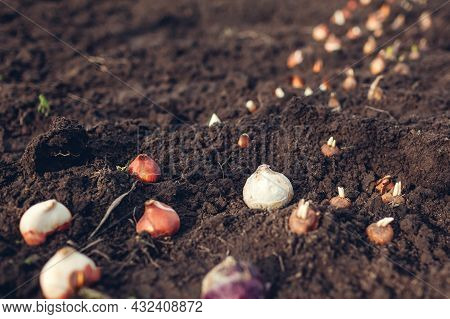 Fall Bulbs Planting. Tulip, Narcissus, Crocus, Hyacinth Bulbs Ready To Put In Soil. Spring Gardening