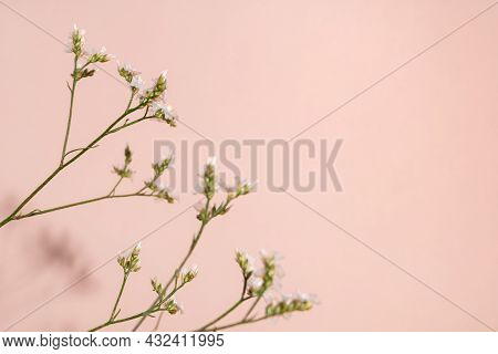Little White Flower, Detail Of A Gipsofila Flower On Pink Background With Copy Space For Your Design