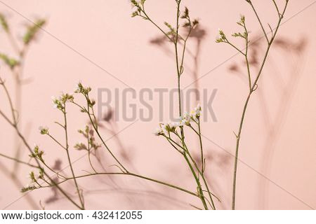 Little White Flower, Detail Of A Gipsofila Flower On Pink Background With Copy Space For Your Design