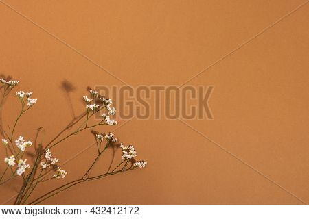 Little White Flower, Detail Of A Gipsofila Flower On Brown Background With Copy Space For Your Desig