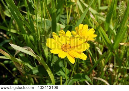 Heliopsis. Bright, Beautiful, Yellow Heliopsis Flower In The Sunlight. Selective Focus.