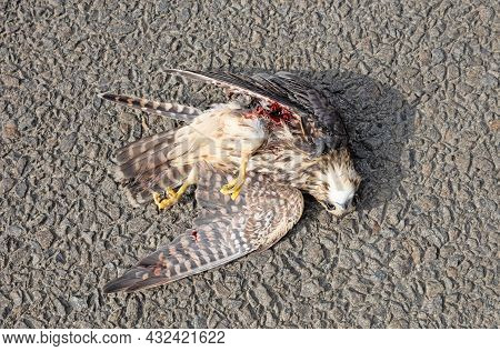 Dead Gyrfalcon (falco Rusticolus) On The Asphalt, Hit By Traffic
