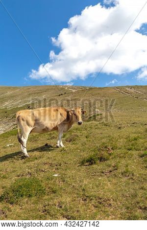Brown Cow In The Mountain. Cow In High Mountain Pasture Near Botev Peak, Bulgaria.