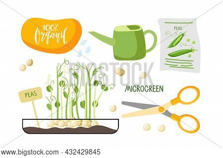 Growing Plants At Home For Healthy Diet. Micro Green Seed Pack, Green Pea Seeds For Planting, Scisso