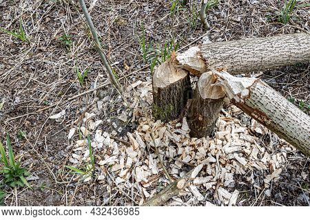 Randmeerbosse Forest With Two Thin Tree Trunks Gnawed By Beavers With Small Pieces Of Wood On The Gr
