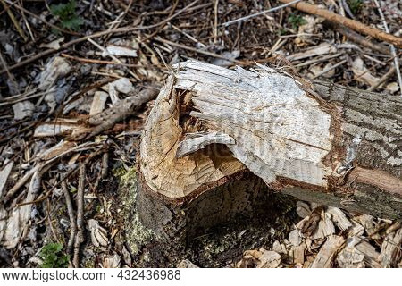 Old Tree Trunk Gnawed By Beavers With Small Pieces Of Wood On The Ground In The Randmeerbosse Forest