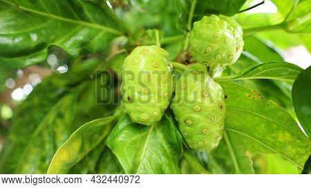 Noni Fruit On A Tree. Vomit Fruit ( Morinda Citrifolia L.) Bud On A Fresh Green Leaf Background. Sel