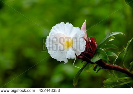 Flower Of Crepe Ginger Or Cheilocostus Speciosus, Medicinal Plant