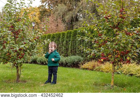 Little Cute Boy In The Park.  Lovelyl Ittle Boy With Little Apples In The Autumn Garden. Outdoor Act