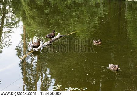 Two Wild Ducks Are Standing On A Half-submerged Tree Trunk, And The Other Two Are Swimming.