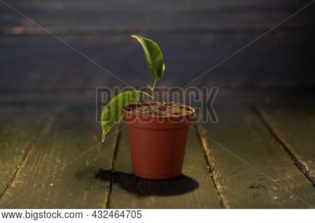 Brown Plastic Flowerpot. Plant In A Flowerpot. Low Key.