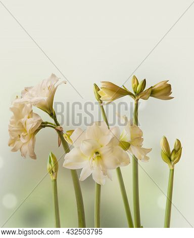Blooming White Hippeastrum (amaryllis) Double Diamond Group  Or Sonatini 
