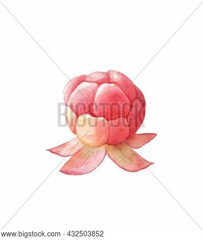 Watercolor Drawing Of Berries - Cloudberry. Drawn On Paper