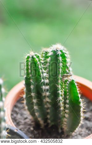 Cactus , Fairytale Castle Or Cereus Peruvianus In The Flower Pot