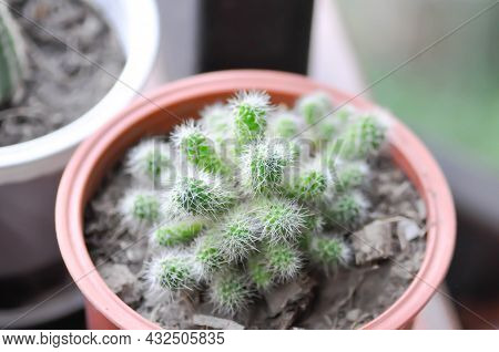 Cactus , Cactus Plant In The Flower Pot