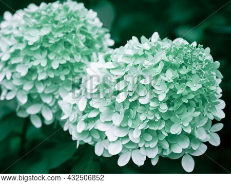 Flowering Hydrangea Bushes. Garden Ornamental Plants With Large White Inflorescences. Botany. Tinted