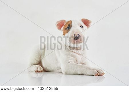 Bull Terrier Dog Isolated On Grey Background. Studio Portrait. Miniature Bull Terrier Puppy Posing O