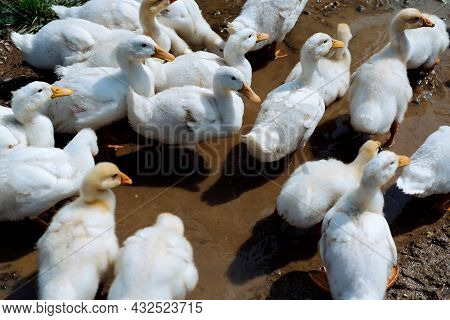 A Flock Of Geese. White And Gray Domestic Geese Go In A Crowd To Graze In The Grass. Little Home Goo