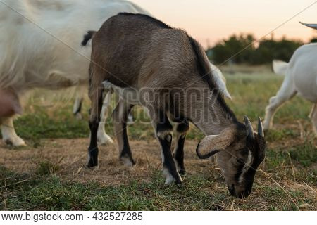 Cute Goatling On Pasture At Farm. Baby Animal