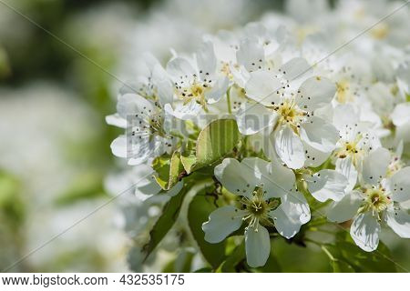 Pear Flowers. Blooming Tree In The Garden. White Delicate Flowers And Green And Young Leaves. Malina