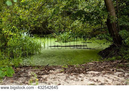 A Swamp Between Trees In The Sun And A Sand Island