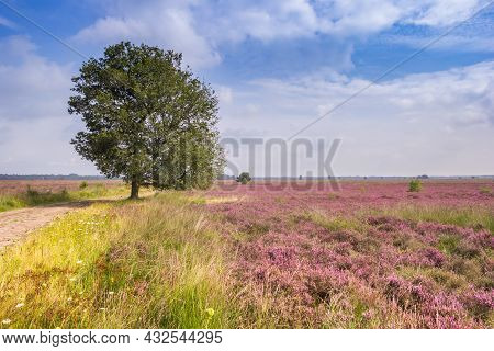 Tree In The Purple Field With Blooming Heath In National Park Dwingelderveld, Netherlands